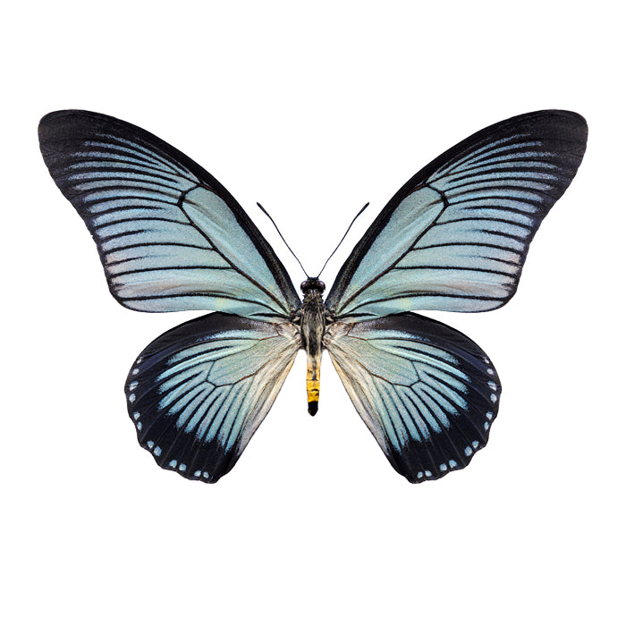 Maria Stijger — Papilio Zalmoxis, fotografie
