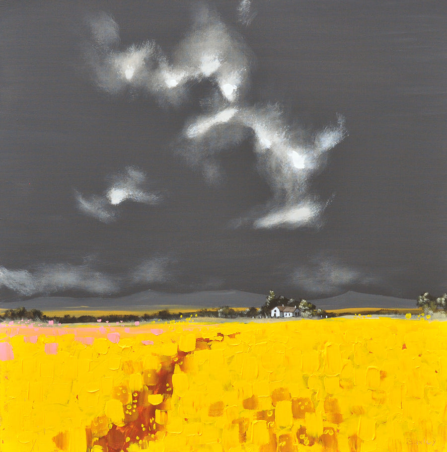 Finn Baxley — Rapeseed field