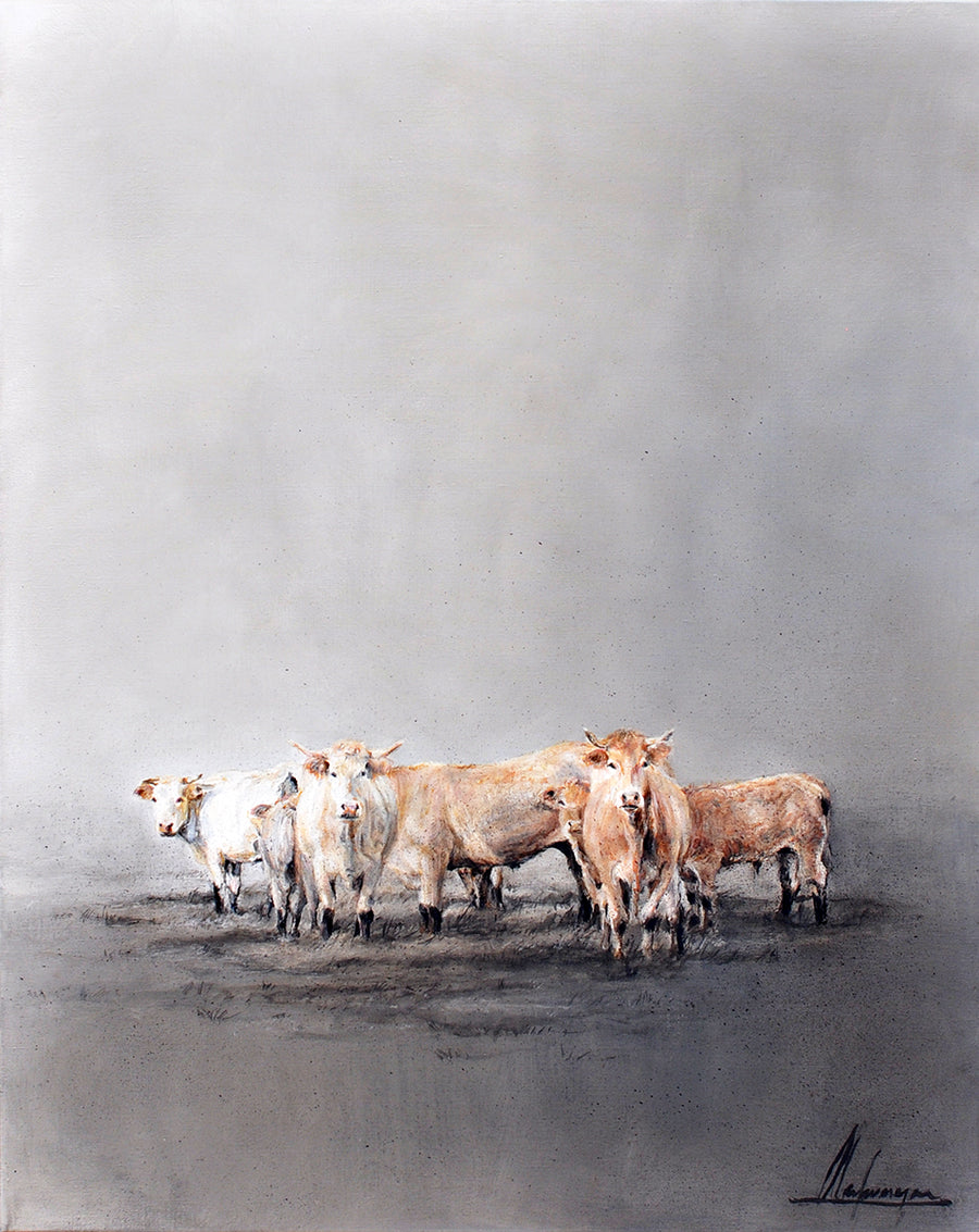 Annabelle Lanfermeijer — Charolais koeien in Rondehoep