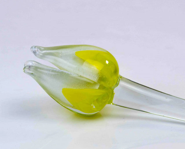 Loranto — Tulp, geel-wit, glas