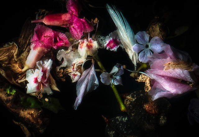 Marjon Trap — Perished Blossom I