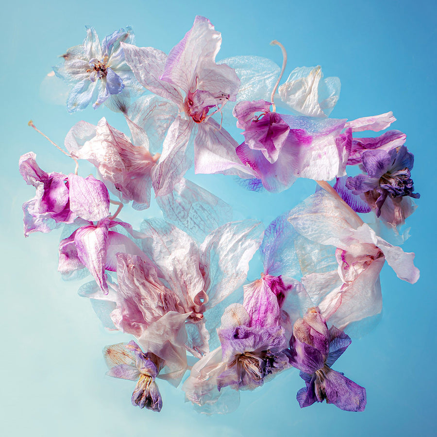 Marjon Trap — Orchids