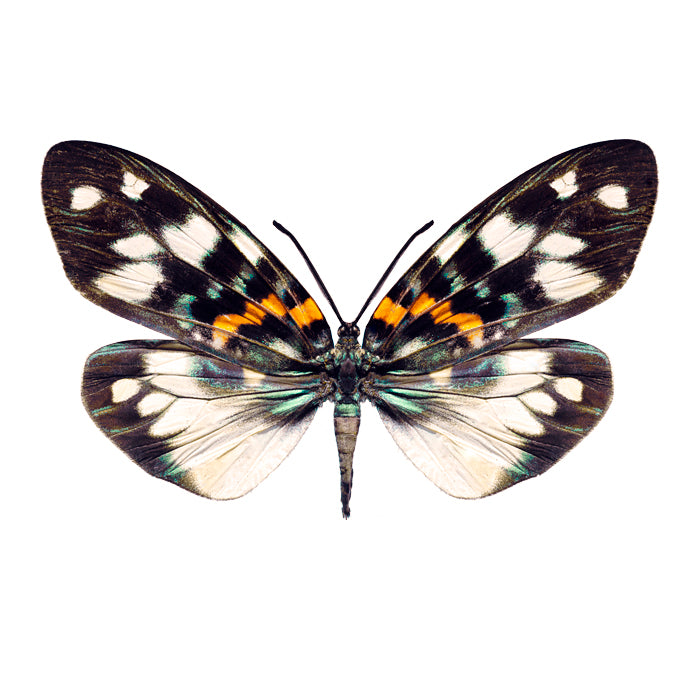 Maria Stijger — Erasmia Pulchera, fotografie