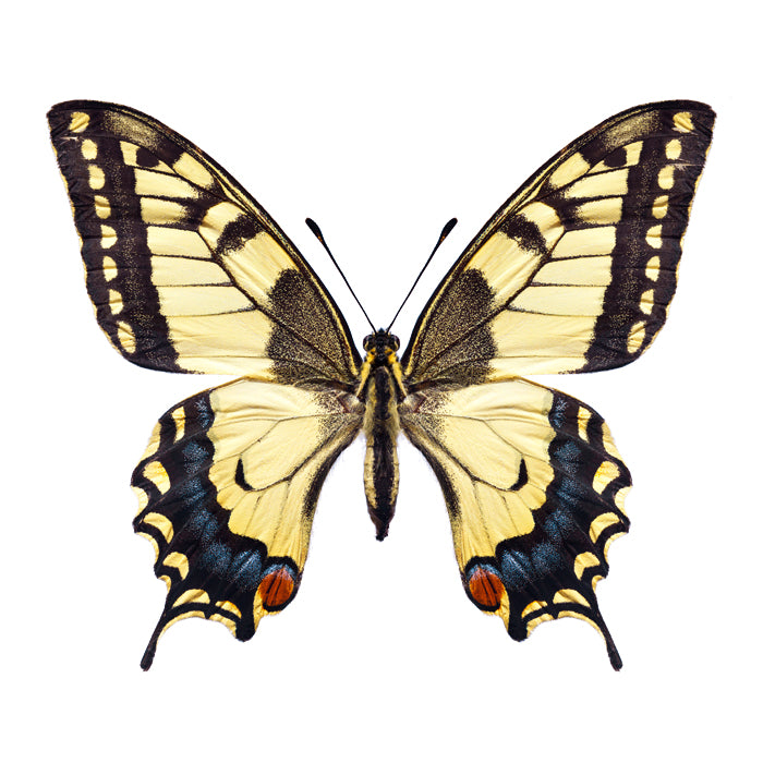 Maria Stijger — Papilio Machaon